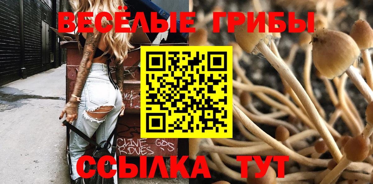 Псилоцибиновые грибы Psilocybe  Вход с VPN  Тайшет  Псилоцибиновые грибы Cubensis 